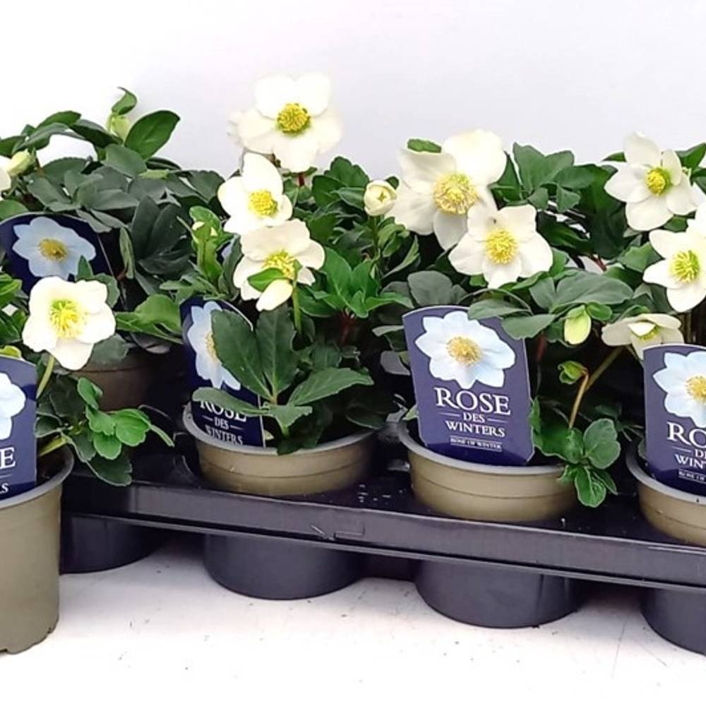Helleborus Christmas Carol T12 H028