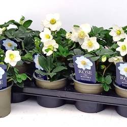 Helleborus Christmas Carol T12 H028