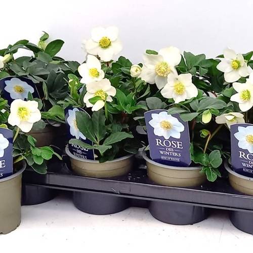 Helleborus Christmas Carol T12 H028