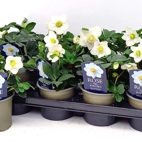 Helleborus Christmas Carol T12 H028