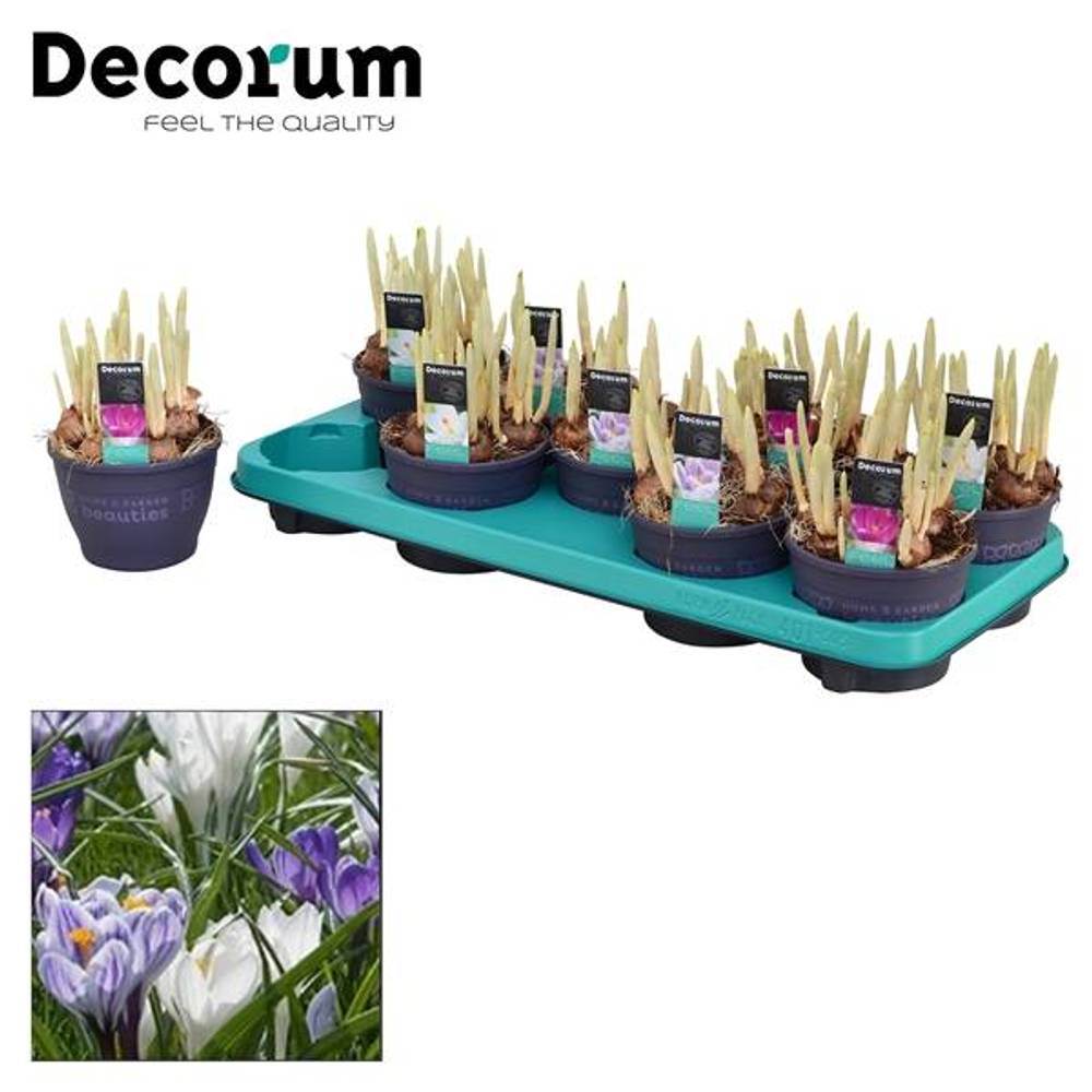 Crocus 7er mix T12 H15