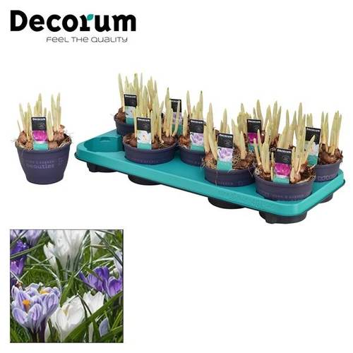 Crocus 7er mix T12 H15