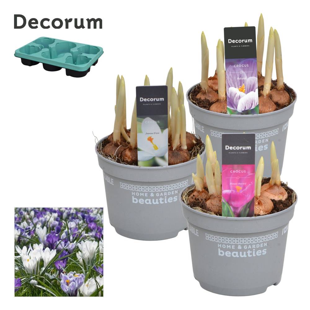 Crocus 7er mix T12 H15