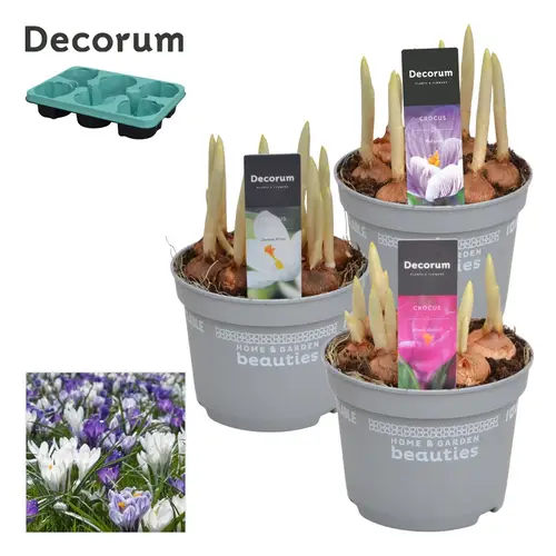 Crocus 7er mix T12 H15