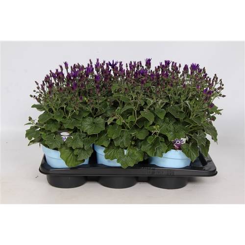 Senetti blau T17 H30