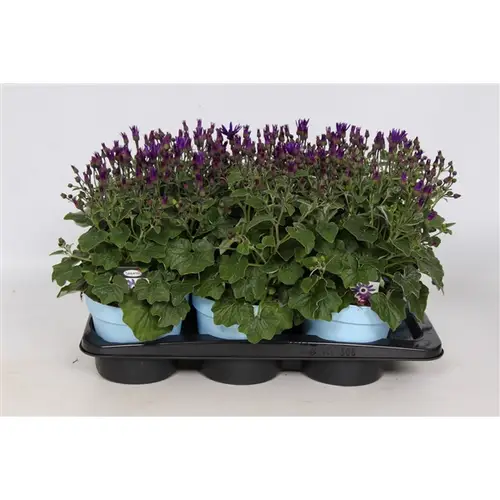 Senetti blau T17 H30