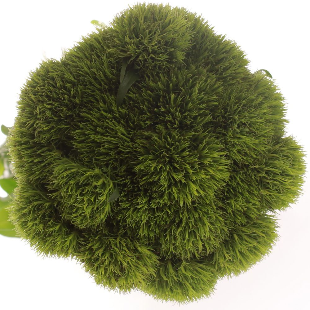 Bartnelke grün Kiwi 55cm