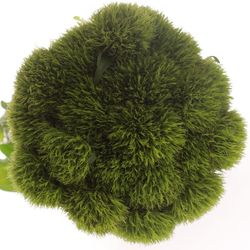 Bartnelke grün Kiwi 55cm