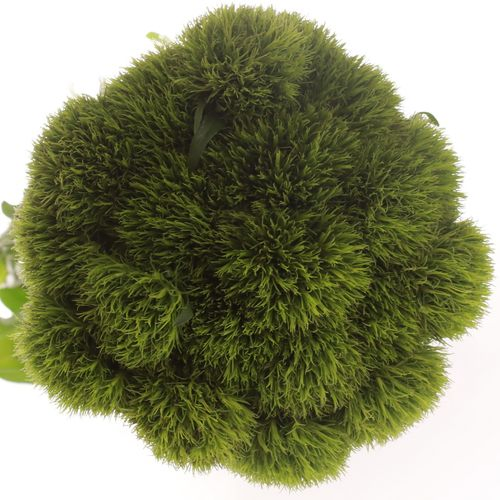 Bartnelke grün Kiwi 55cm