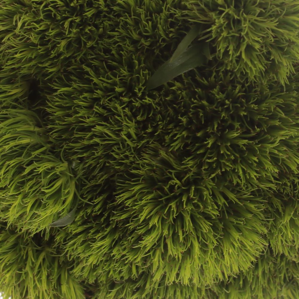 Bartnelke grün Kiwi 55cm
