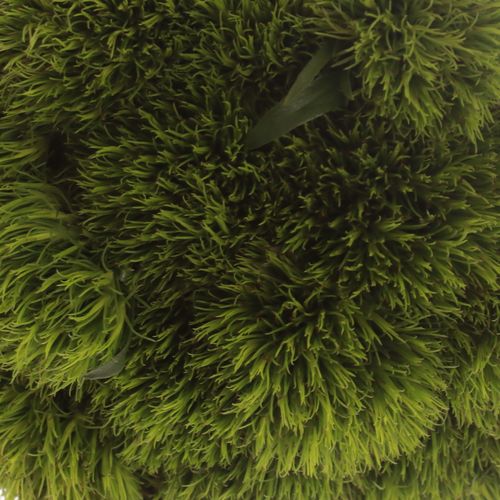 Bartnelke grün Kiwi 55cm