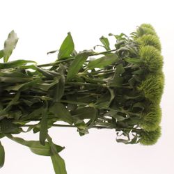 Bartnelke grün Kiwi 55cm