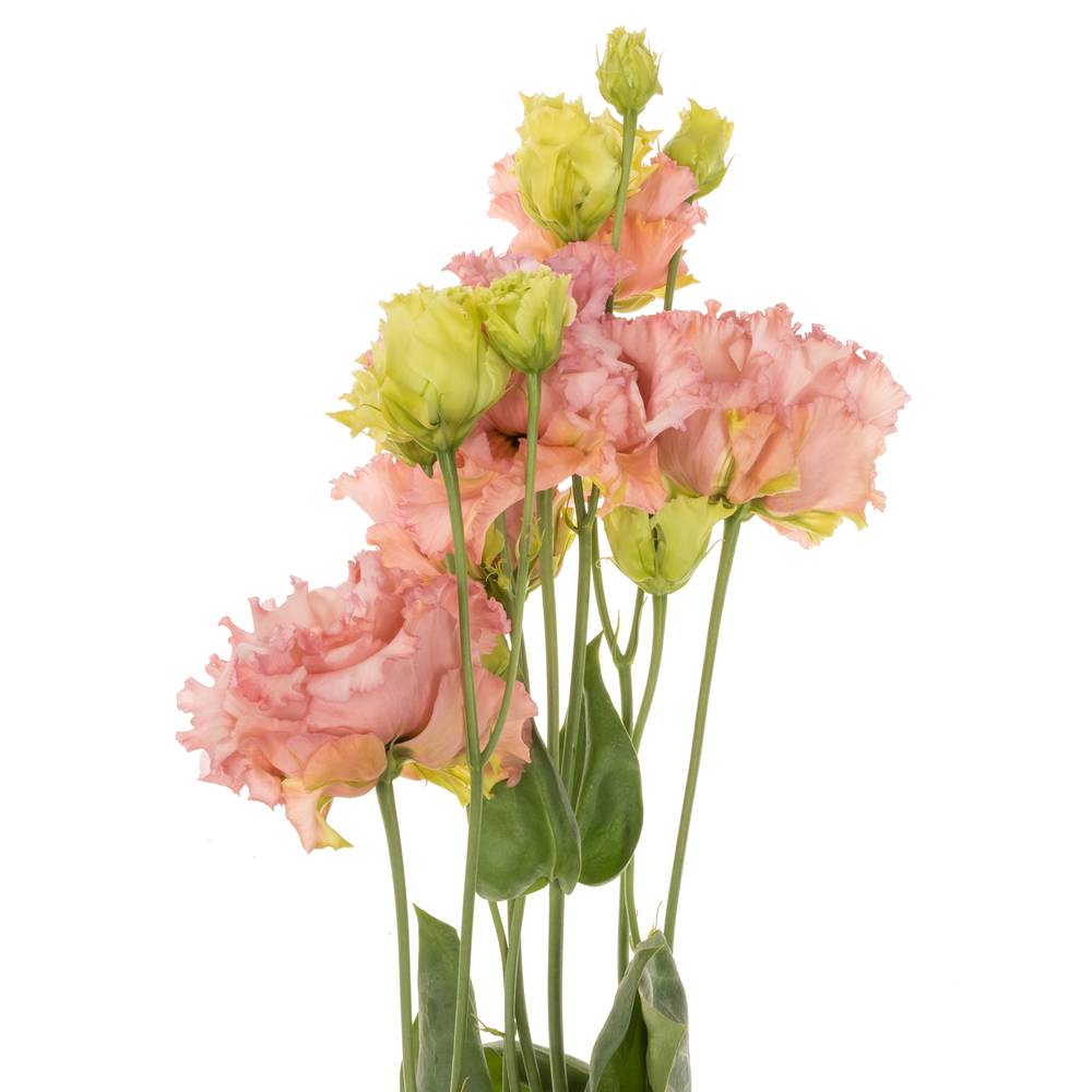 Lisianthus aprico Alissa Peach 5+Bl.70cm