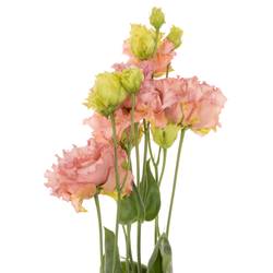Lisianthus aprico Alissa Peach 5+Bl.70cm