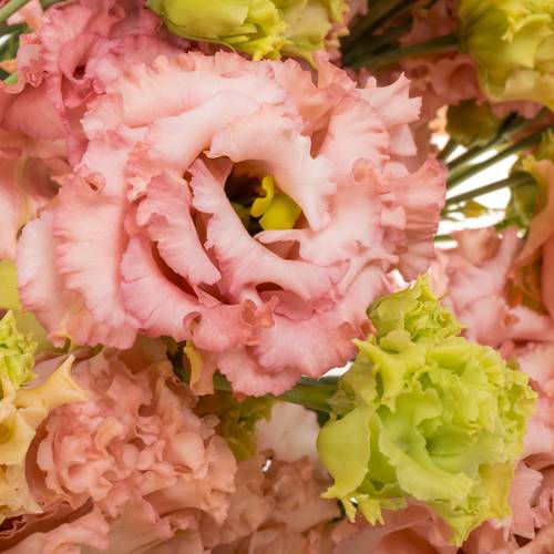 Lisianthus aprico Alissa Peach 5+Bl.70cm