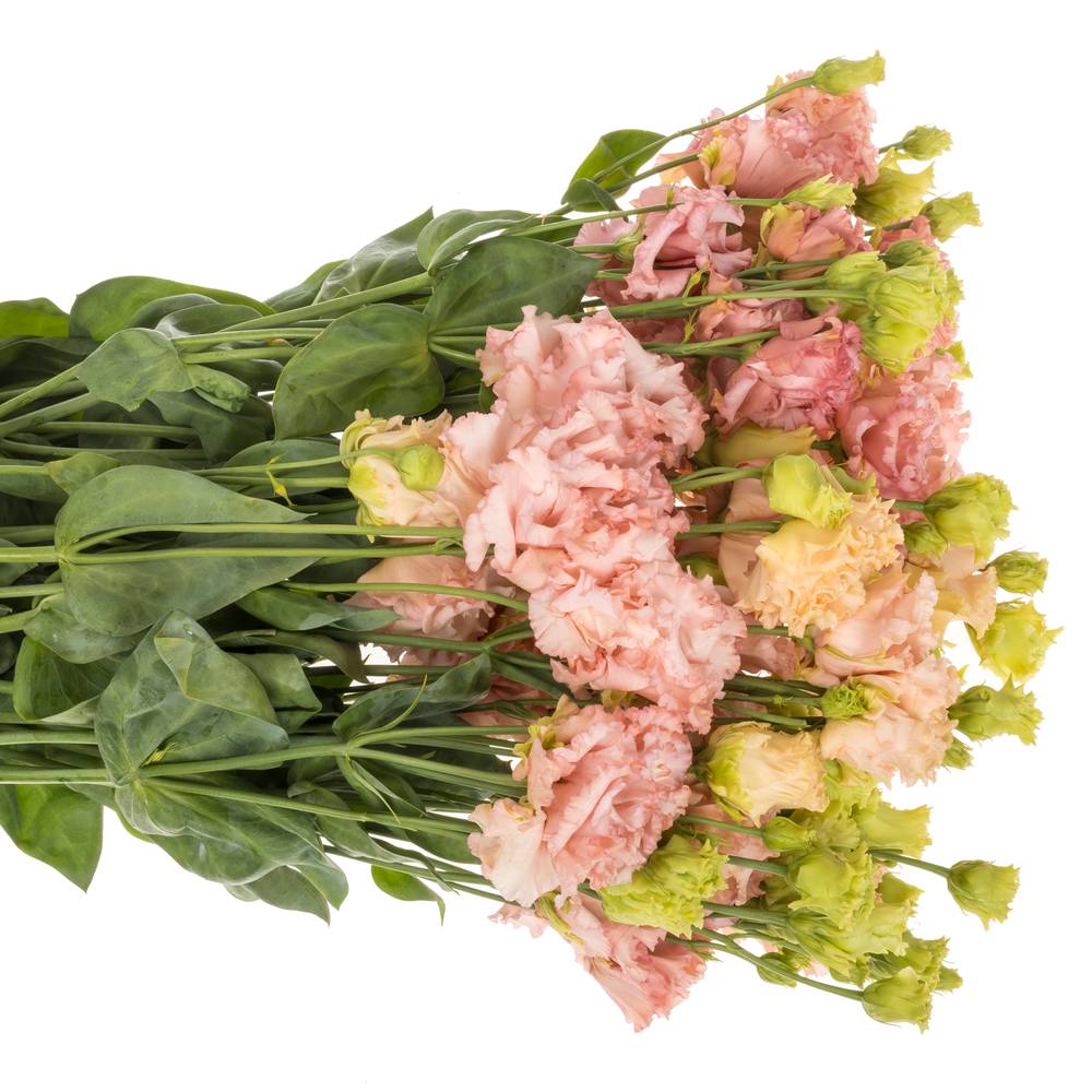 Lisianthus aprico Alissa Peach 5+Bl.70cm