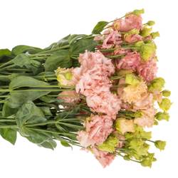 Lisianthus aprico Alissa Peach 5+Bl.70cm