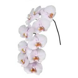 Phalaenopsis hell rosa Alpha 7-9 Blüten 60cm