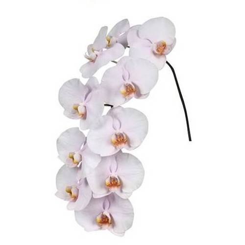 Phalaenopsis hell rosa Alpha 7-9 Blüten 60cm