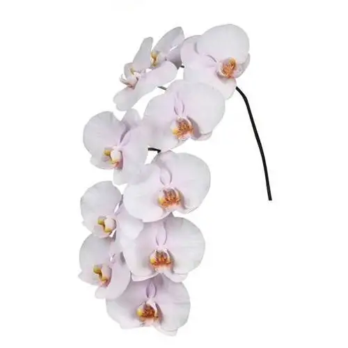 Phalaenopsis hell rosa Alpha 7-9 Blüten 60cm
