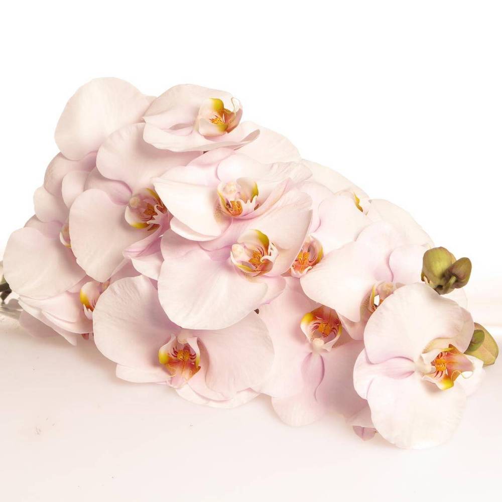 Phalaenopsis hell rosa Alpha 7-9 Blüten 60cm