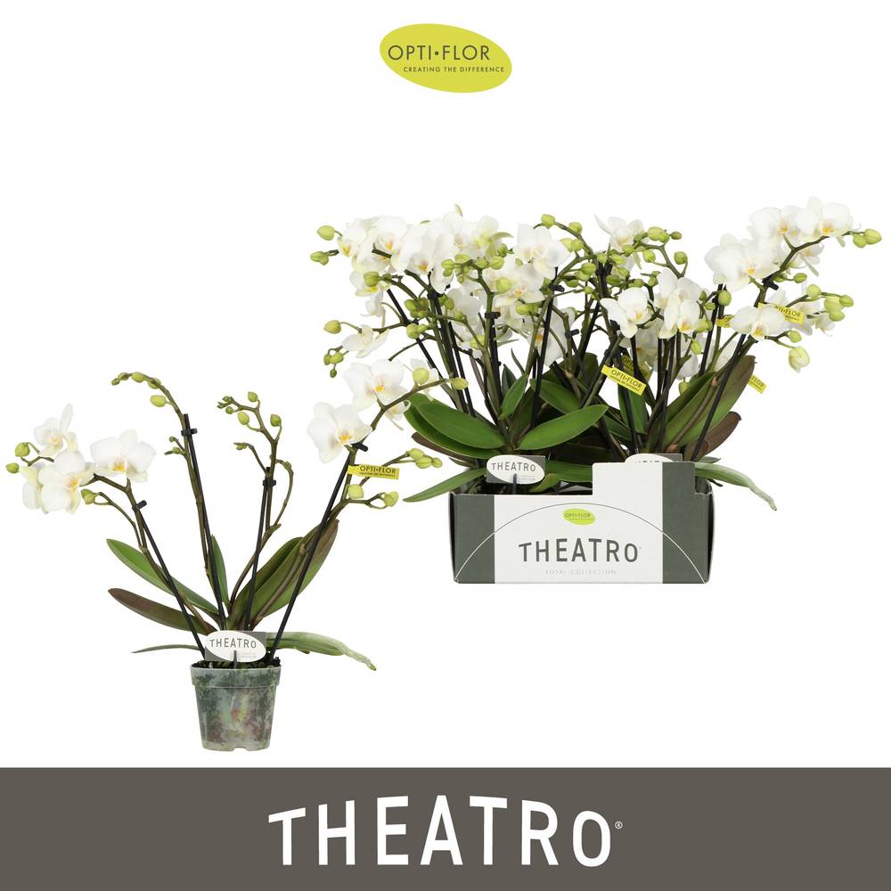 Phal.4-R weiss Theatro Funk T07 H030