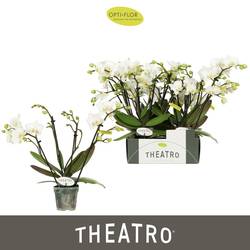 Phal.4-R weiss Theatro Funk T07 H030