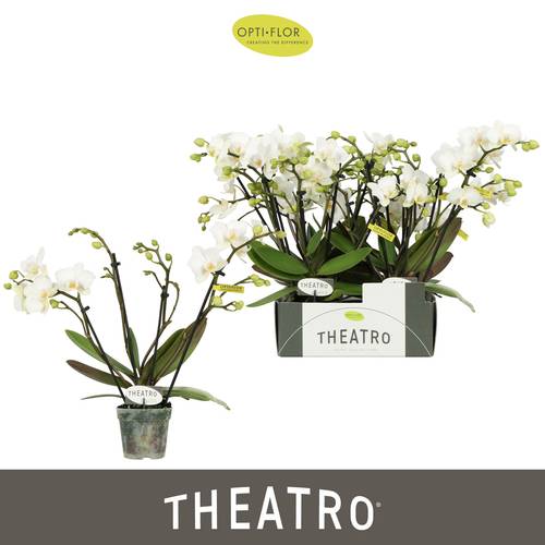 Phal.4-R weiss Theatro Funk T07 H030