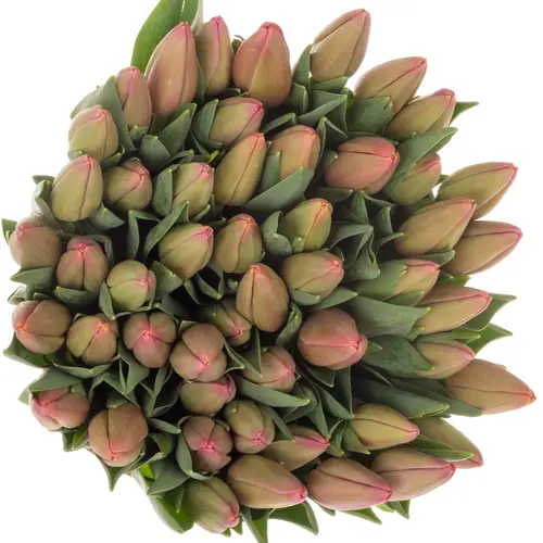 Tulpe rosa Ace 30 Gramm