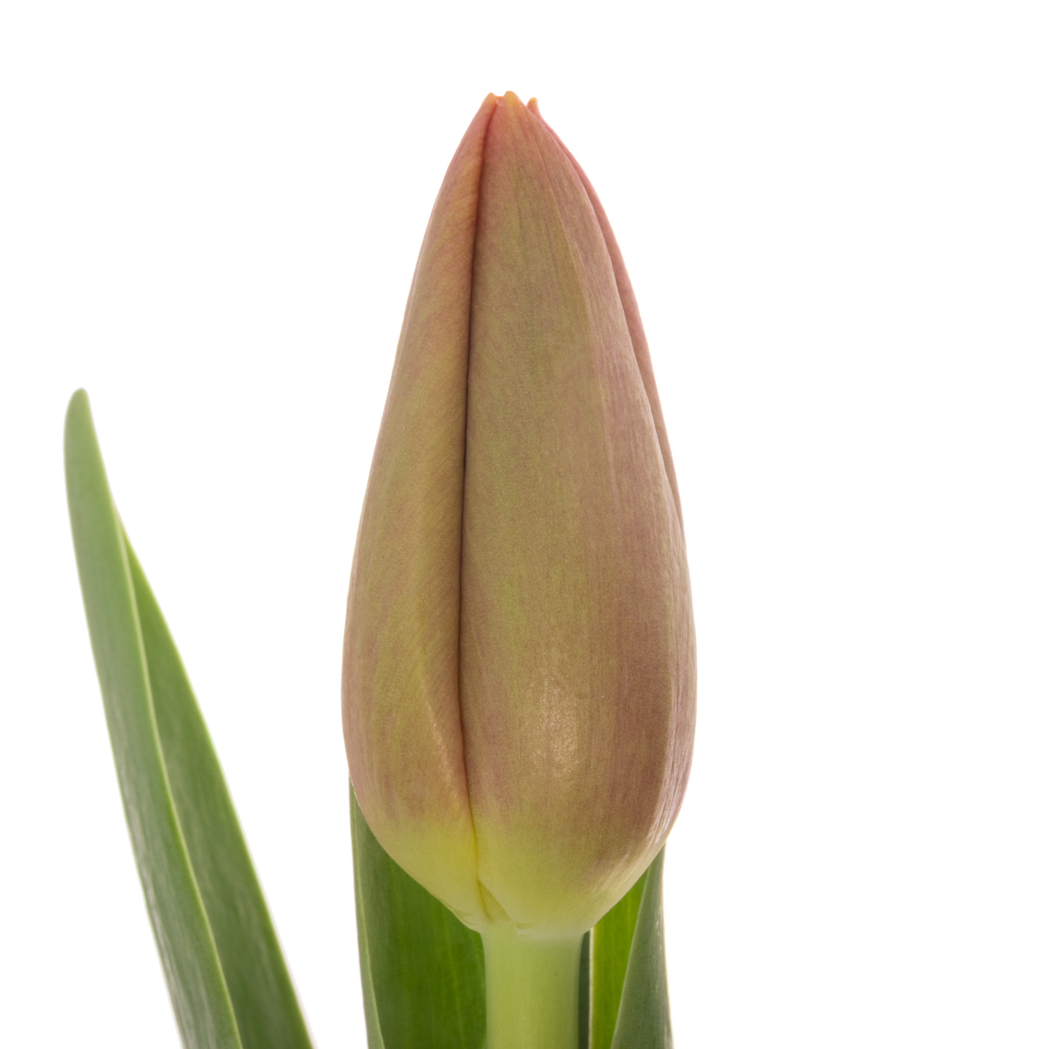 Tulpe rosa Ace 30 Gramm