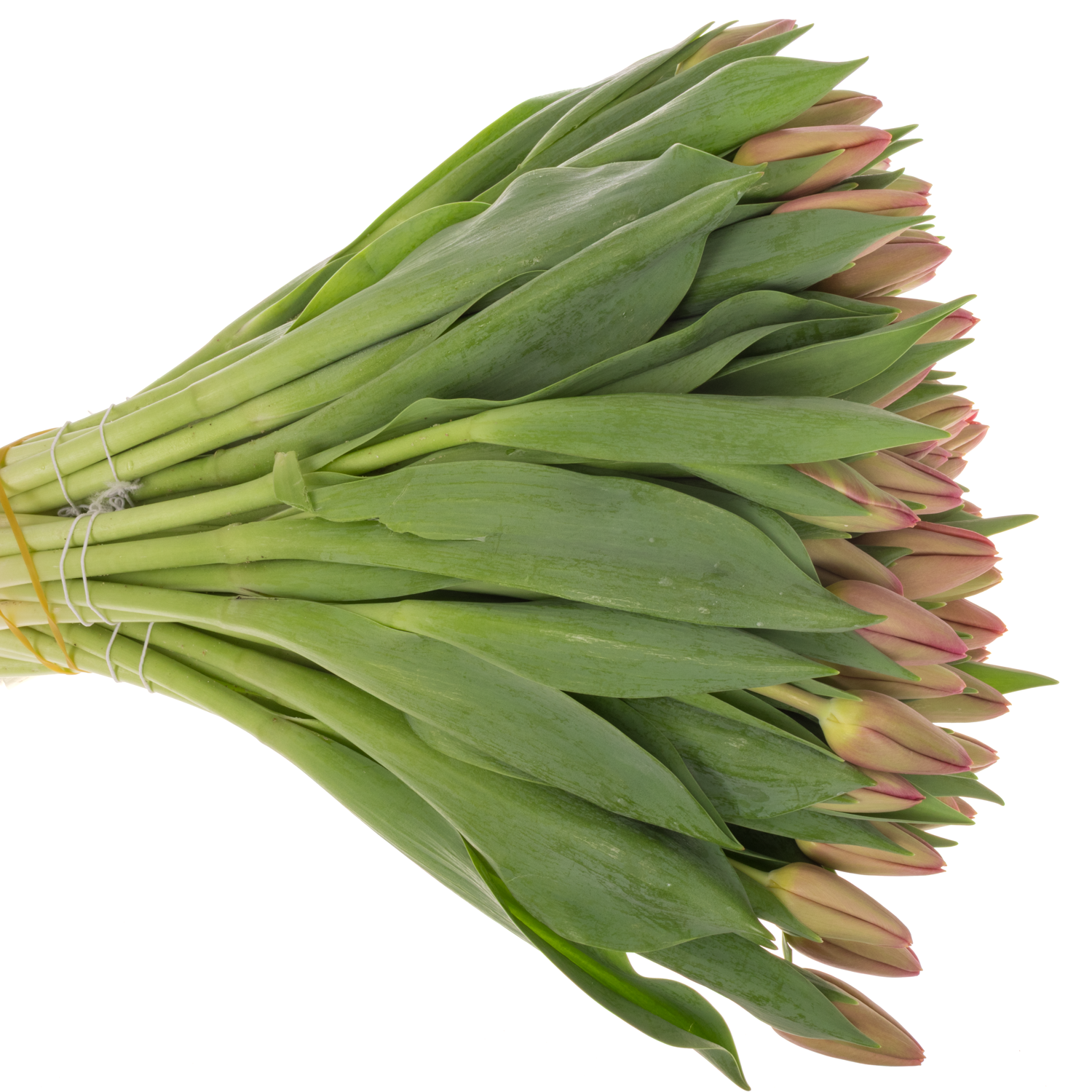 Tulpe rosa Ace 30 Gramm