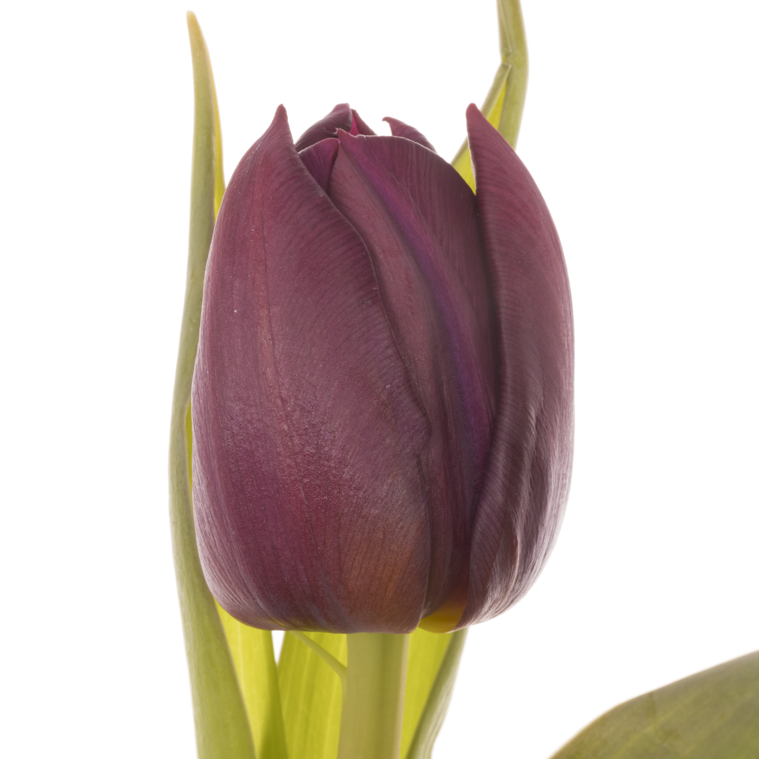 Tulpe lila doppel Bradley Duin 36 Gramm