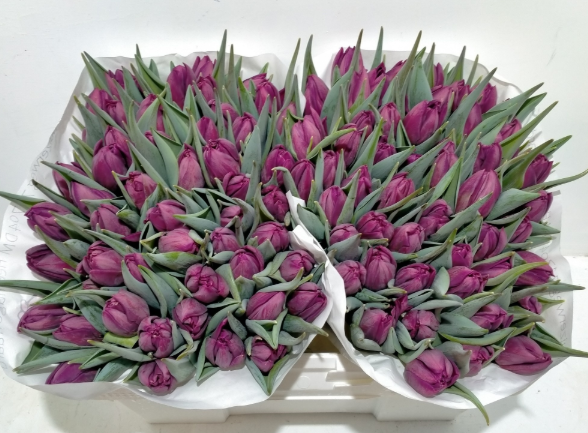 Tulpe lila doppel Bradley 36 Gramm