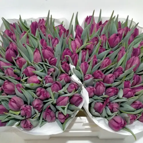 Tulpe lila doppel Bradley 36 Gramm