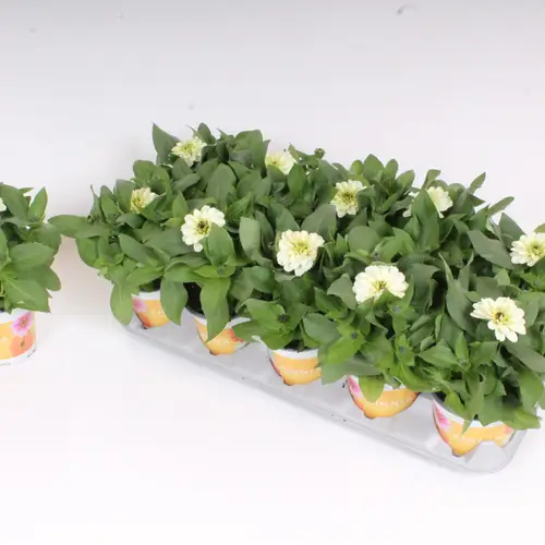 Zinnia weiss T12 H30