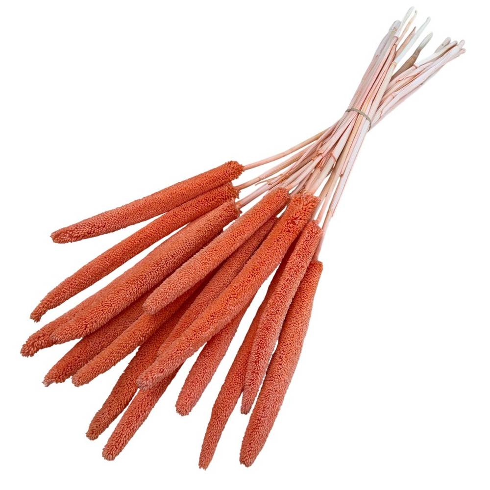 Trocken Babala orange L70cm x15 