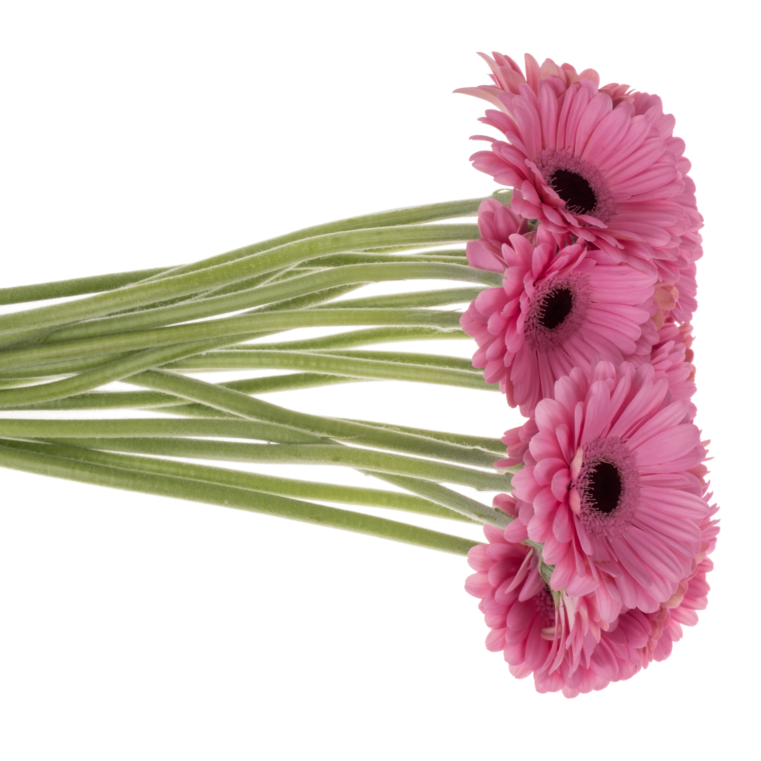 Germini hell rosa Bund