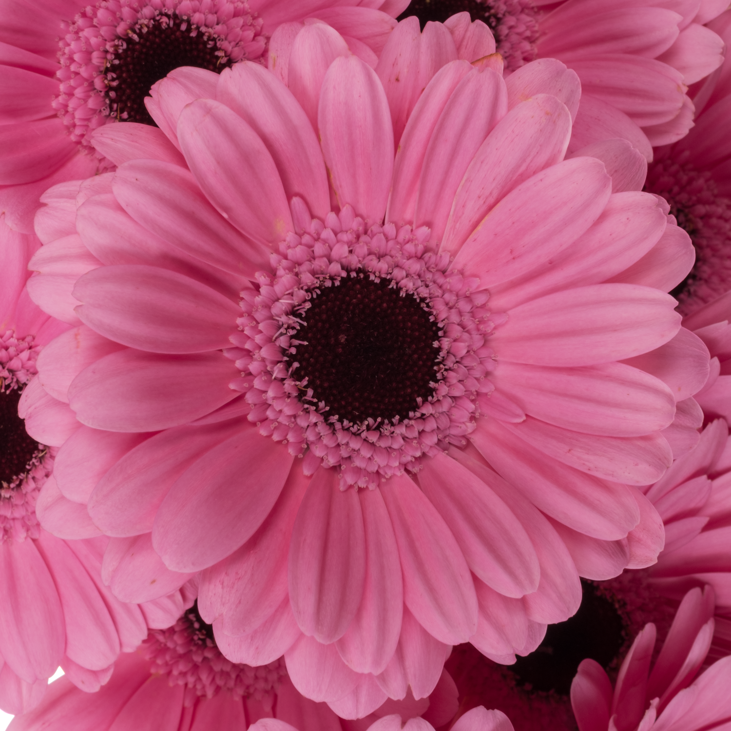 Germini hell rosa Bund