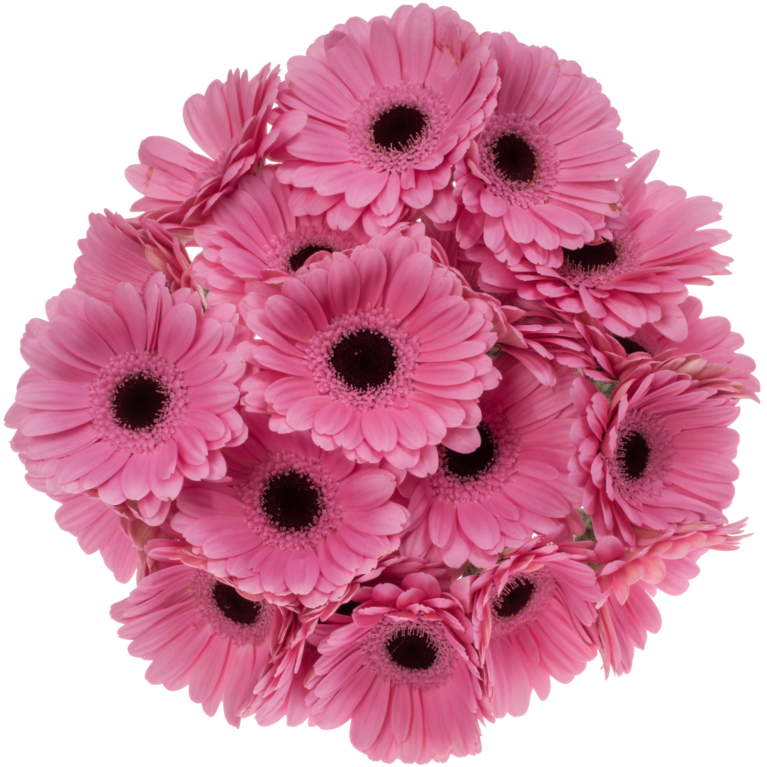 Germini hell rosa Bund