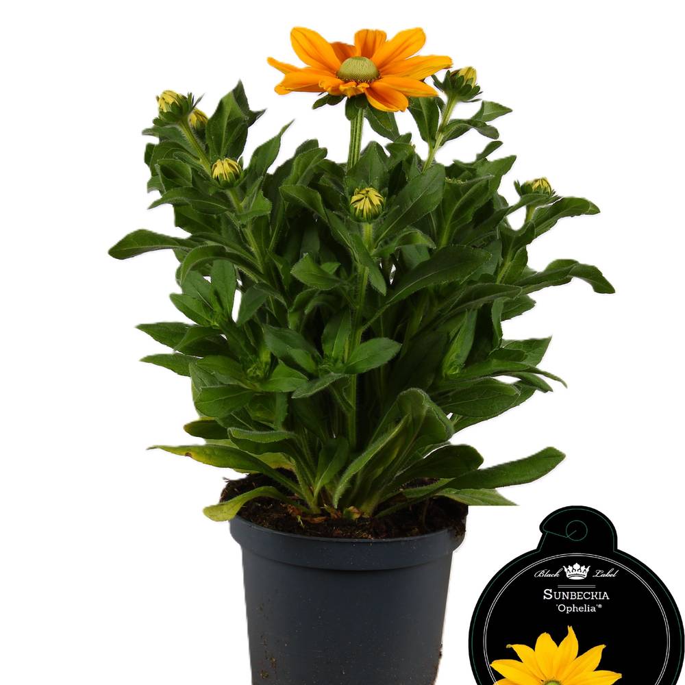 Rudbeckia Sunb. Ophelia T19 H050