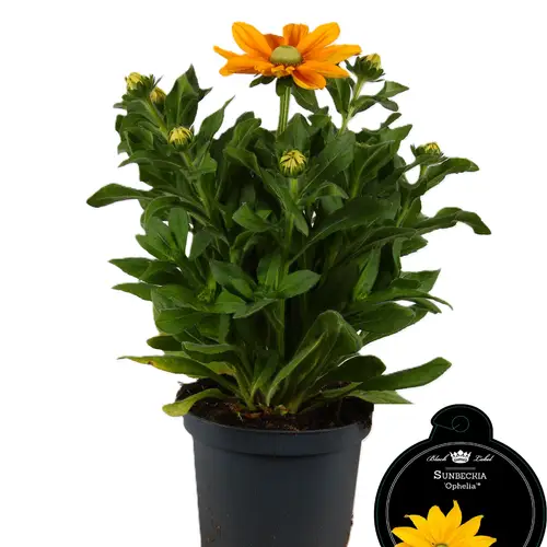 Rudbeckia Sunb. Ophelia T19 H050