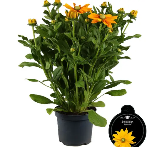 Rudbeckia Sunb. Ophelia T19 H060