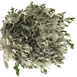 Senecio Silberblatt 50cm