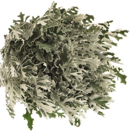 Senecio Silberblatt 50cm