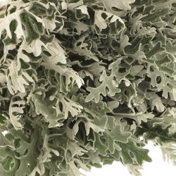 Senecio Silberblatt 50cm