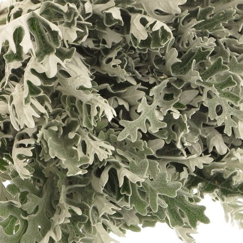 Senecio Silberblatt 50cm