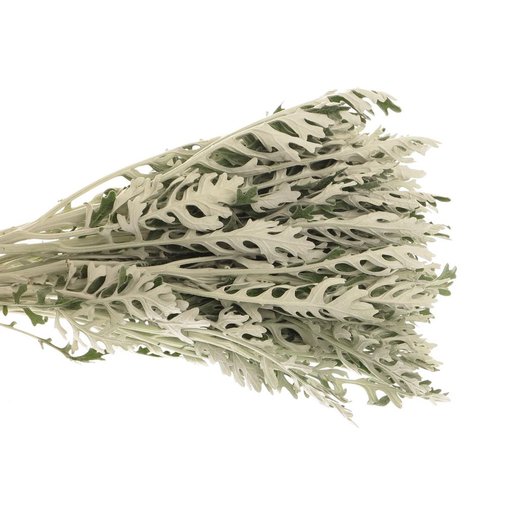 Senecio Silberblatt 50cm