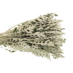Senecio Silberblatt 50cm