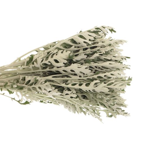 Senecio Silberblatt 50cm
