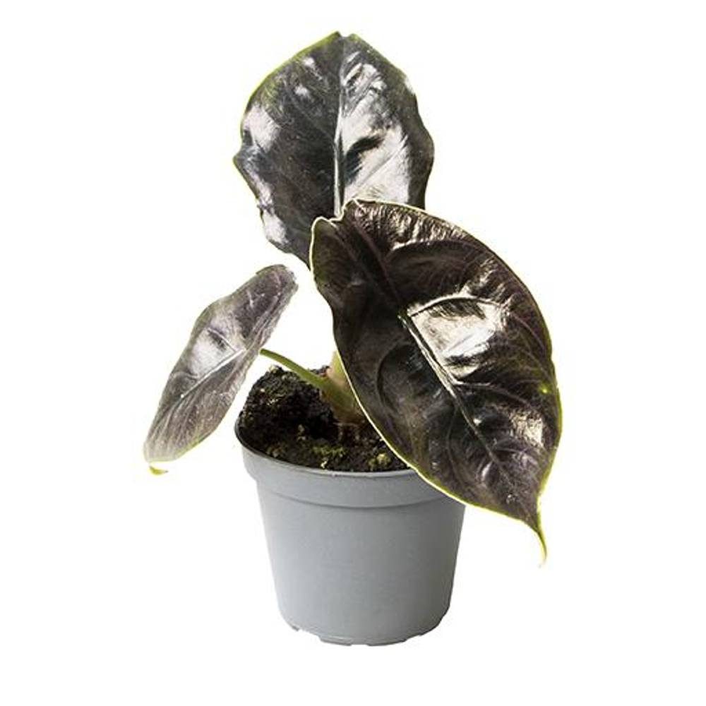 Alocasia Baginda Azlanii T06 H15